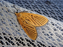 Tyspanodes striatus
