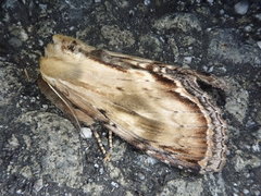 Hupodonta corticalis