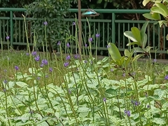Graphium sarpedon luctatius