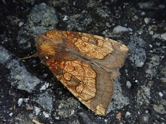 Gortyna basalipunctata