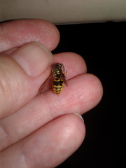Vespula germanica