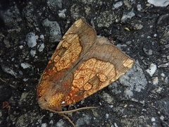 Gortyna basalipunctata