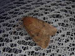 Cosmia trapezina