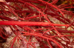 Stigmatopora harastii