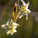 Gladiolus acuminatus - Photo (c) Evan Eifler, algunos derechos reservados (CC BY-NC), subido por Evan Eifler