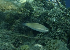 Stethojulis trilineata