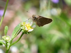 Pelopidas mathias mathias