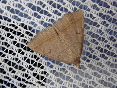 Zanclognatha triplex