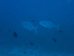 Ferdauia ferdau