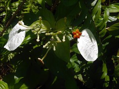 Mussaenda glabra