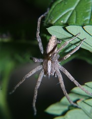 Neoctenus
