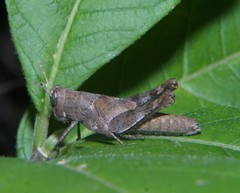 Abracris flavolineata