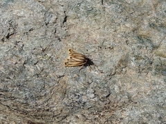 Setina aurita