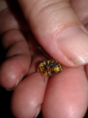 Vespula germanica