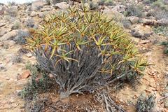 Aloidendron ramosissimum