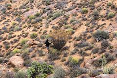 Aloidendron ramosissimum