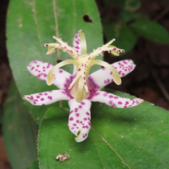 Tricyrtis affinis