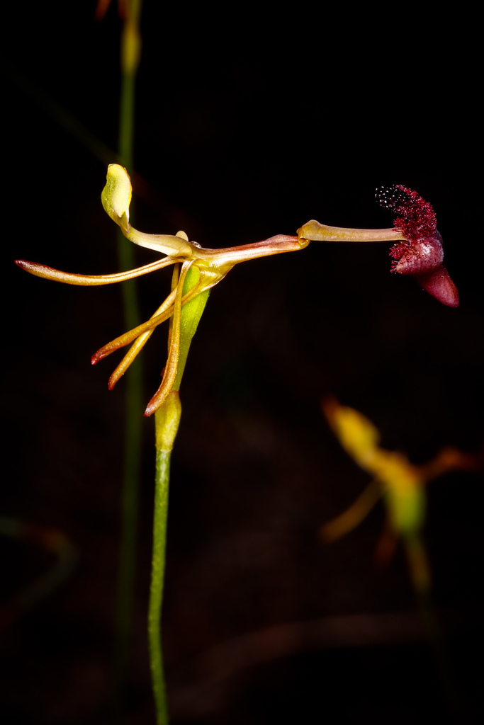 Drakaea concolor