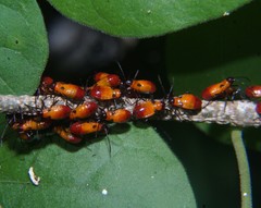 Oncopeltus spectabilis