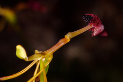 Drakaea concolor