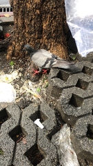 Columba livia domestica