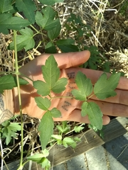 Clematis pauciflora