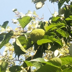 Maclura pomifera