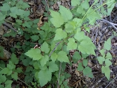 Clematis pauciflora