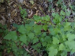 Clematis pauciflora