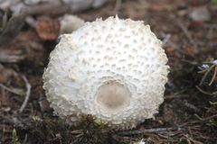 Leucoagaricus nympharum