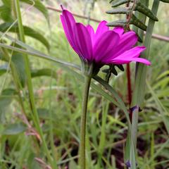 Dimorphotheca spectabilis