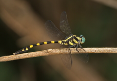 Macrogomphus matsukii