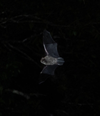 Miniopterus australis