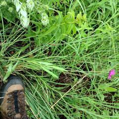 Dimorphotheca spectabilis