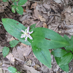 Tricyrtis affinis