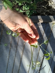 Clematis pauciflora