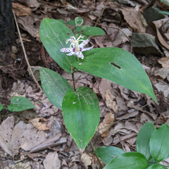 Tricyrtis affinis