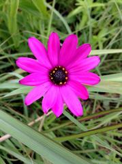 Dimorphotheca spectabilis