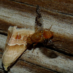 Acinia corniculata
