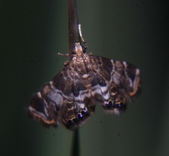 Usingeriessa