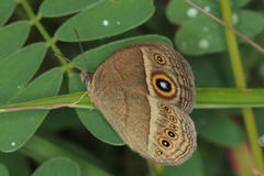 Brakefieldia perspicua perspicua