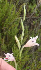 Gladiolus nigromontanus