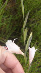 Gladiolus nigromontanus