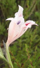 Gladiolus nigromontanus