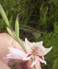 Gladiolus nigromontanus
