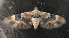Eupithecia linariata
