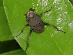 Sisyphus impressipennis