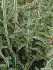 Sideritis fruticulosa