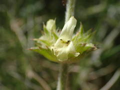 Sideritis fruticulosa