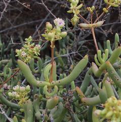 Stoeberia frutescens